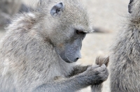Picture of Baboon