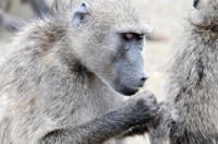 Picture of Baboon