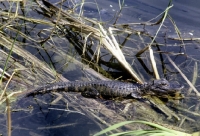 Picture of baby alligator in the everglades, florida
