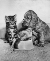 Picture of baby bird, kitten, puppy and mouse together