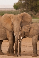 Picture of Baby Elephant and Mother in Amboseli, Kenya.
