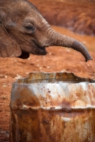 Picture of Baby Elephant drinking out of a metal drum at a sanctuary in Nairobi, Kenya