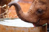 Picture of Baby Elephant drinking out of a metal drum at a sanctuary in Nairobi, Kenya