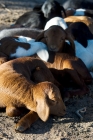 Picture of baby goats asleep