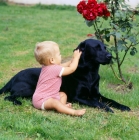 Picture of baby touching a labrador