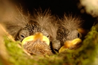 Picture of baby Wrens