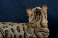 Picture of back shot of a Bengal male cat on black background