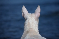 Picture of back view close-up of the head of a white bull terrier standing in front of blue water and looking ahead