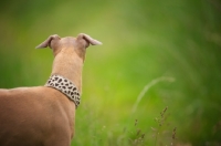 Picture of back view of a red italian greyhound