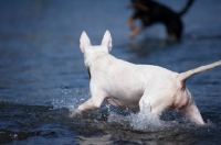 Picture of back view of a white bull terrier walking in water
