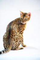 Picture of back view of bengal female cat 