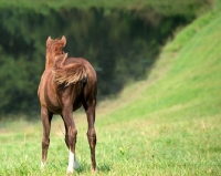 Picture of back view of brown Holstein horse