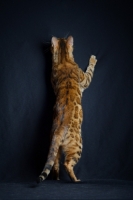 Picture of Back view of champion Svedbergakulle Goliath standing on his hind legs, studio shot on black background