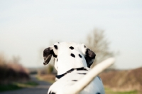 Picture of Back view of dalmatian looking ahead into the distance.