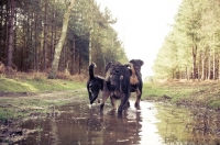 Picture of Back view of dogs paddling in a puddle