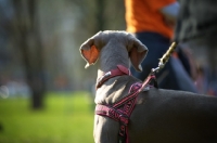 Picture of back view of head of weimaraner wearing harness