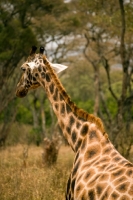 Picture of Back view of Rothschild Giraffe at Giraffe Centre sanctuary in Nairobi, Kenya