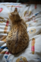 Picture of Back view of the coat of a golden bengal cat resting on the bed