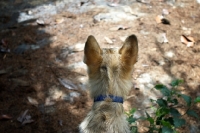Picture of back view of the head of a five months old czechoslovakian wolfdog puppy