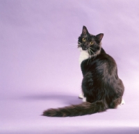 Picture of back view of York Chocolate cat on purple background