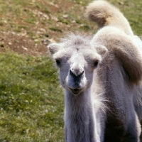 Picture of bactrian camel looking at camera