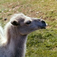 Picture of bactrian camel portrait