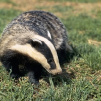 Picture of badger, a film star, owner john and mary holmes