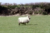 Picture of badger face sheep in field