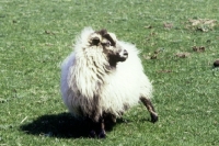 Picture of badger face sheep