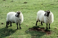 Picture of badger faced sheep at cotswold farm park