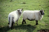 Picture of badger faced sheep at cotswold farm park