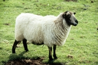 Picture of badger faced sheep at cotswold farm park