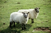 Picture of badger faced sheep at cotswold farm park