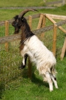 Picture of Bagot goat standing on fence