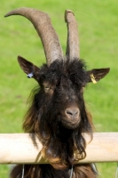 Picture of Bagot goat