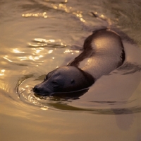 Picture of baikal seal in london zoo