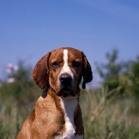 Picture of bailo d'albergaria,  headshot of portuguese pointer