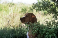Picture of bailo dâ€™albergaria, portugese pointer in shade, head study in profile