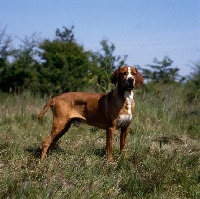 Picture of bailo d'albergaria, portuguese pointer standing in grass