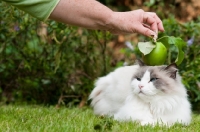 Picture of balancing and apple on a Ragdoll cross Persian cat