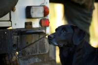 Picture of balck labrador profile in front of a jeep