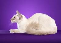 Picture of Balinese lying on purple background
