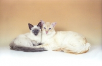 Picture of Balinese mother and kitten