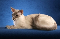 Picture of Balinese resting on blue background