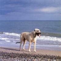 Picture of ballykelly torram,  irish wolfhound near sea