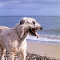 Picture of ballykelly torram,  portrait of irish wolfhound on beach