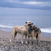 Picture of ballykelly torram, ballykelly bawneen  two irish wolfhounds on beach