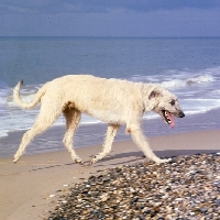 Picture of ballykelly torram, irish wolfhound trotting along on beach