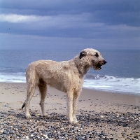 Picture of ballykelly torram, irish wolfhound on seashore