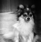 Picture of baluch little lion, papillon